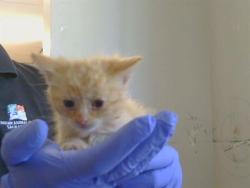 Shelter Stray Female Cat last seen GRAND OAKS BLVD/RUSCH DR, 95621, 3839 Bradshaw Rd, Sacramento, CA 95827, USA