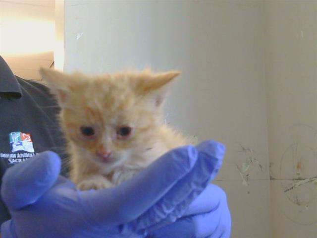 Shelter Stray Female Cat last seen GRAND OAKS BLVD/RUSCH DR, 95621, 3839 Bradshaw Rd, Sacramento, CA 95827, USA