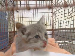 Shelter Stray Male Cat last seen HOWE AVE/COTTAGE WY, 95825, 3839 Bradshaw Rd, Sacramento, CA 95827, USA