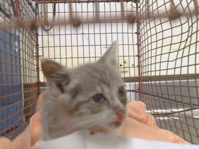 Shelter Stray Male Cat last seen HOWE AVE/COTTAGE WY, 95825, 3839 Bradshaw Rd, Sacramento, CA 95827, USA
