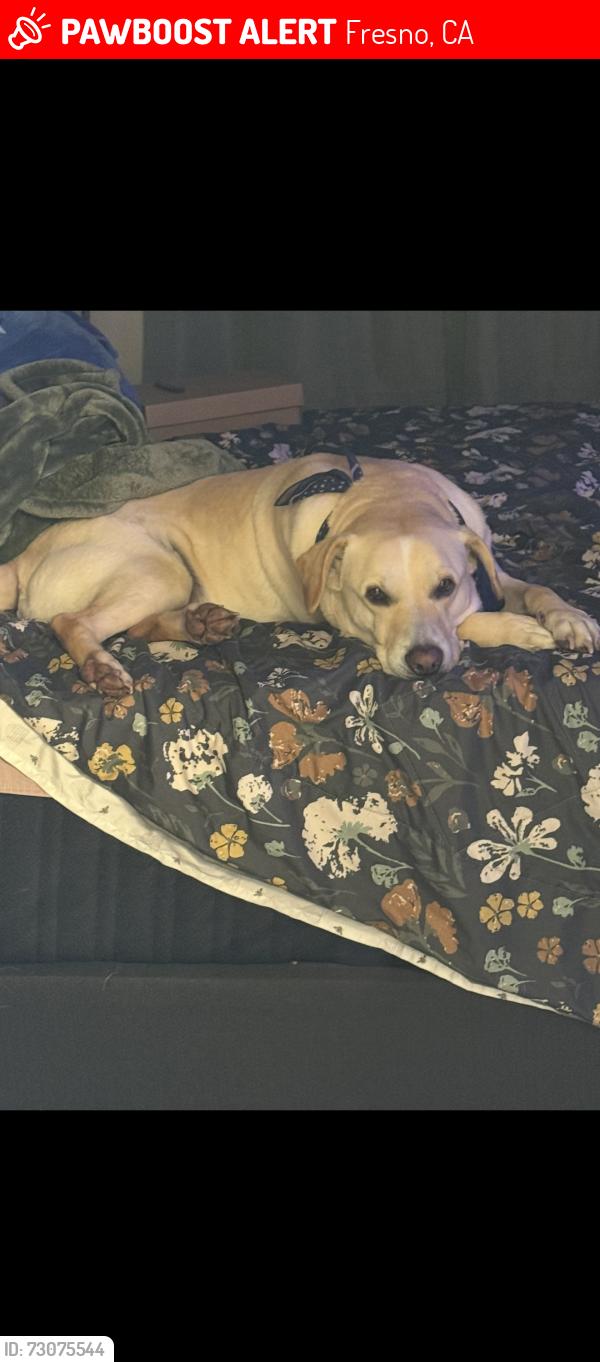 Lost Male Dog last seen Bullard and first, Fresno, CA 93710