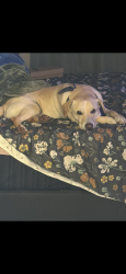 Lost Male Dog last seen Bullard and first, Fresno, CA 93710