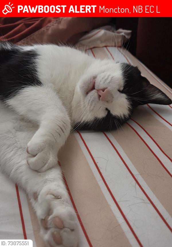 Lost Male Cat last seen I donno, Moncton, NB E1C 6L8