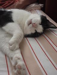 Lost Male Cat last seen I donno, Moncton, NB E1C 6L8