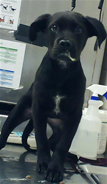 Shelter Stray Male Dog last seen Near BLOCK MARYLAND DR, FAYETTEVILLE NC 28311, 4704 Corporation Dr, Fayetteville, NC 28306, USA