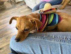 Lost Female Dog last seen Near st Ave West, Lancaster, CA 93534