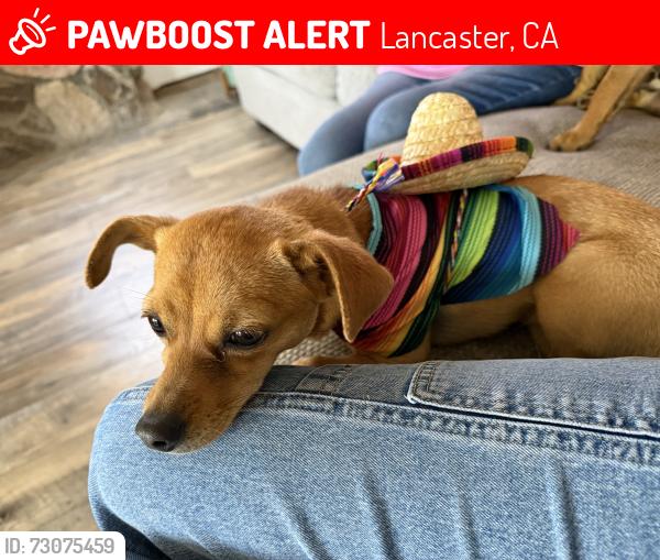 Lost Female Dog last seen Near st Ave West, Lancaster, CA 93534