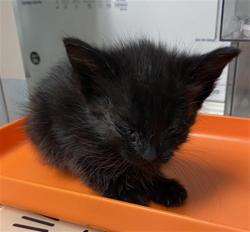 Shelter Stray Female Cat last seen Near BLOCK CAMPUS DR, ARVIN CA 93203, 3951 Fruitvale Ave, Bakersfield, CA 93308, USA