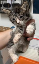 Shelter Stray Female Cat last seen Near BLOCK CAMPUS DR, ARVIN CA 93203, 3951 Fruitvale Ave, Bakersfield, CA 93308, USA