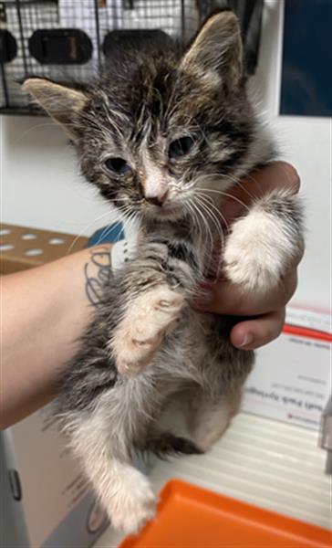 Shelter Stray Female Cat last seen Near BLOCK CAMPUS DR, ARVIN CA 93203, 3951 Fruitvale Ave, Bakersfield, CA 93308, USA