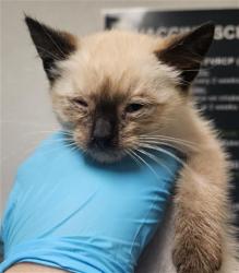 Shelter Stray Female Cat last seen Near BLOCK CENTER ST, BAKERSFIELD CA 93306, 3951 Fruitvale Ave, Bakersfield, CA 93308, USA