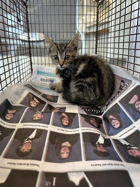 Shelter Stray Male Cat last seen OFF OF CUPPLES RD, 4710 TX-151, San Antonio, TX 78227, USA
