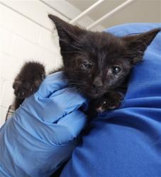 Shelter Stray Male Cat last seen CONEJO DR X LEE ST, 333 Chandler Pl, San Bernardino, CA 92408, USA