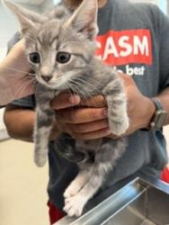 Shelter Stray Male Cat last seen BURLINGTON AC, 221 Stone Quarry Rd, Burlington, NC 27217, USA
