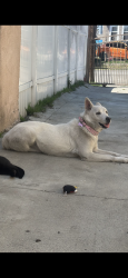 Lost Female Dog last seen East 34th St and Hooper ave, Los Angeles, CA 90011