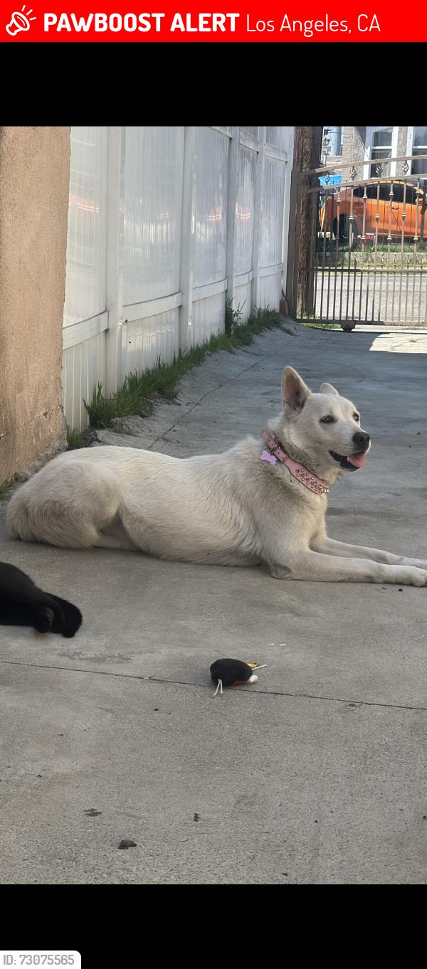 Lost Female Dog last seen East 34th St and Hooper ave, Los Angeles, CA 90011