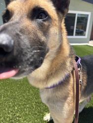 Shelter Stray Male Dog last seen National Avenue, San Diego, CA, 92113, 5500 Gaines St, San Diego, CA 92110, USA