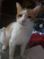 Lost Male Cat last seen 68th Street (East/West Mehan) and Fairgrounds Road We are in Eden Chapel Mobile Home Park, Stillwater, OK 74074