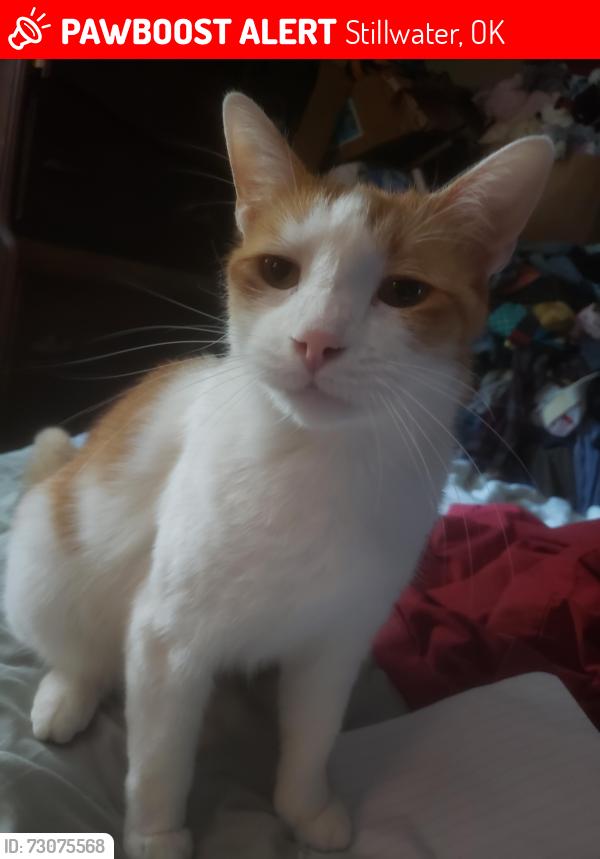Lost Male Cat last seen 68th Street (East/West Mehan) and Fairgrounds Road We are in Eden Chapel Mobile Home Park, Stillwater, OK 74074