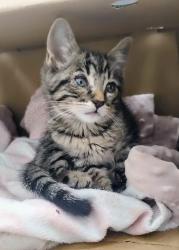 Reunited Male Cat last seen Pinole Valley Rd and Henry Ave, Pinole, CA 94564