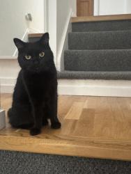 Reunited Female Cat last seen Stillness road, Greater London, England 