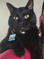 Lost Male Cat last seen Buena Vista Ave, Alameda, CA 94501
