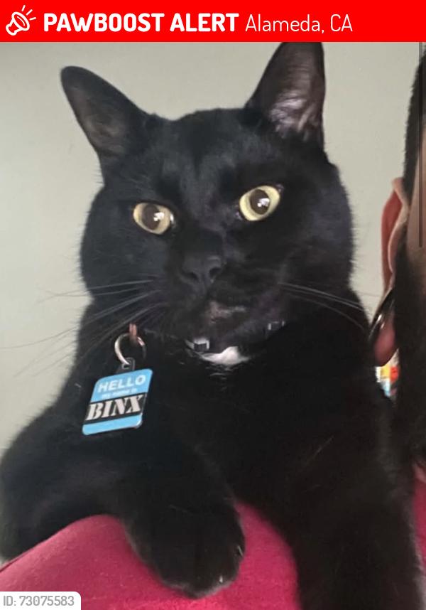 Lost Male Cat last seen Buena Vista Ave, Alameda, CA 94501