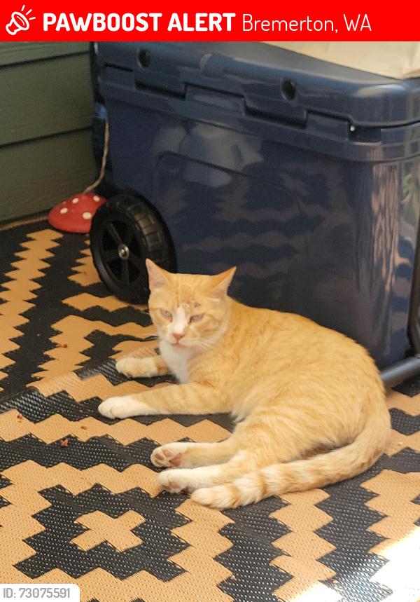 Lost Male Cat last seen Lansing Avenue, Bremerton, WA 98312