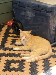 Lost Male Cat last seen Lansing Avenue, Bremerton, WA 98312