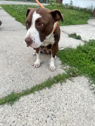 Reunited Female Dog last seen Near rose st schenectady, Schenectady, NY 12306