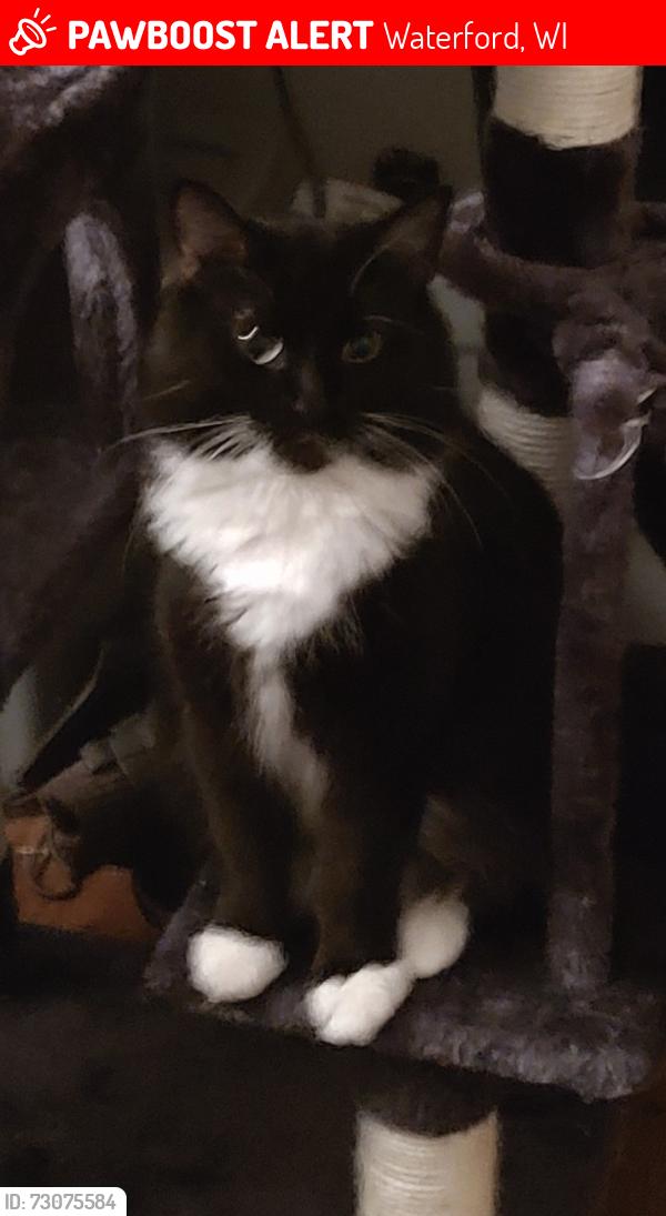 Lost Female Cat last seen Jacobs Rd and Doverline Rd Town of Norway, Waterford, WI 53185