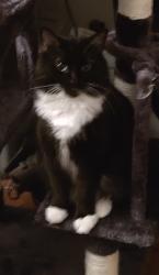 Lost Female Cat last seen Jacobs Rd and Doverline Rd Town of Norway, Waterford, WI 53185