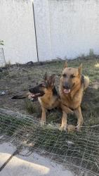 Reunited Female Dog last seen In in out lone tree way way, Antioch, CA 94531