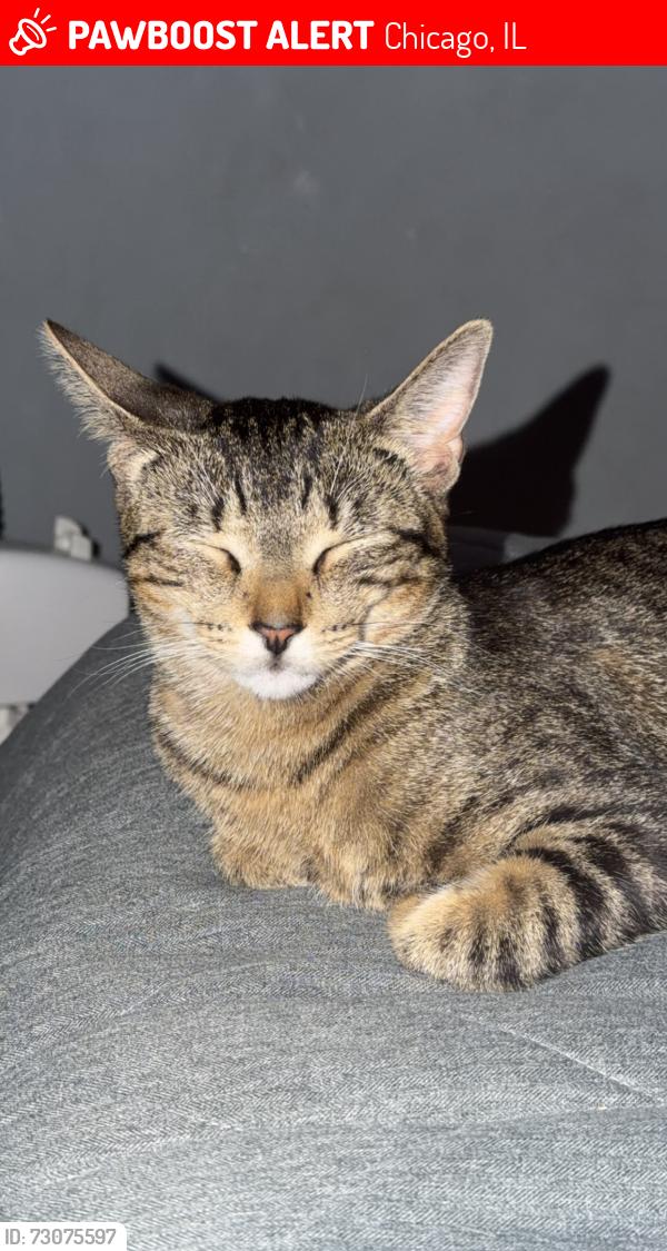 Lost Female Cat last seen Laramie and lemoyne, Chicago, IL 60651