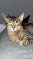 Lost Female Cat last seen Laramie and lemoyne, Chicago, IL 60651