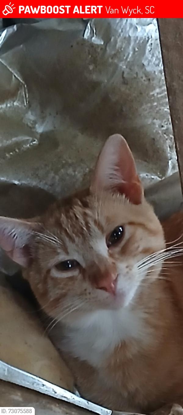 Lost Male Cat last seen Old Hickory Rd & Rock Hill Hwy, Van Wyck, SC 29720