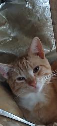 Lost Male Cat last seen Old Hickory Rd & Rock Hill Hwy, Van Wyck, SC 29720