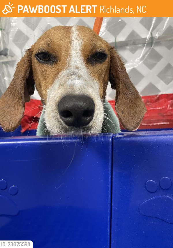 Found/Stray Female Dog last seen Ashbury park ln, Richlands, NC 28574
