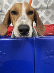 Found/Stray Female Dog last seen Ashbury park ln, Richlands, NC 28574