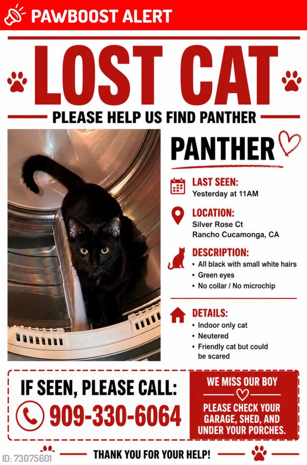 Lost Male Cat last seen Silver Rose Ct, Rancho Cucamonga, CA 91739