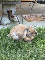 Lost Female Rabbit last seen La mirada, La Mirada, CA 90638