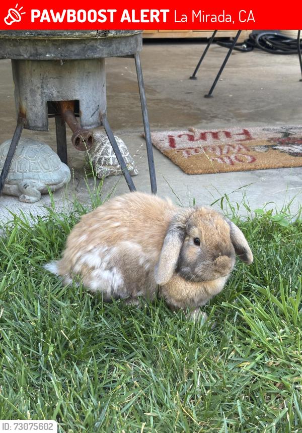 Lost Female Rabbit last seen La mirada, La Mirada, CA 90638