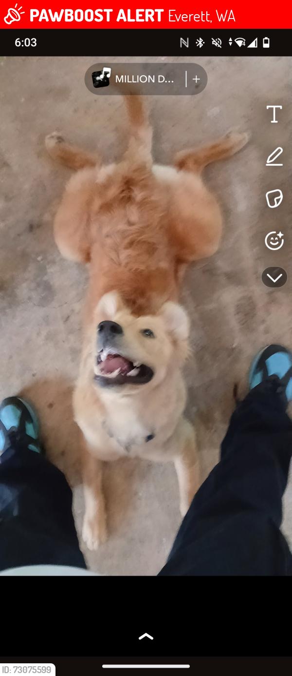Lost Male Dog last seen Everett wa , Everett, WA 98201