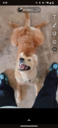 Lost Male Dog last seen Everett wa , Everett, WA 98201