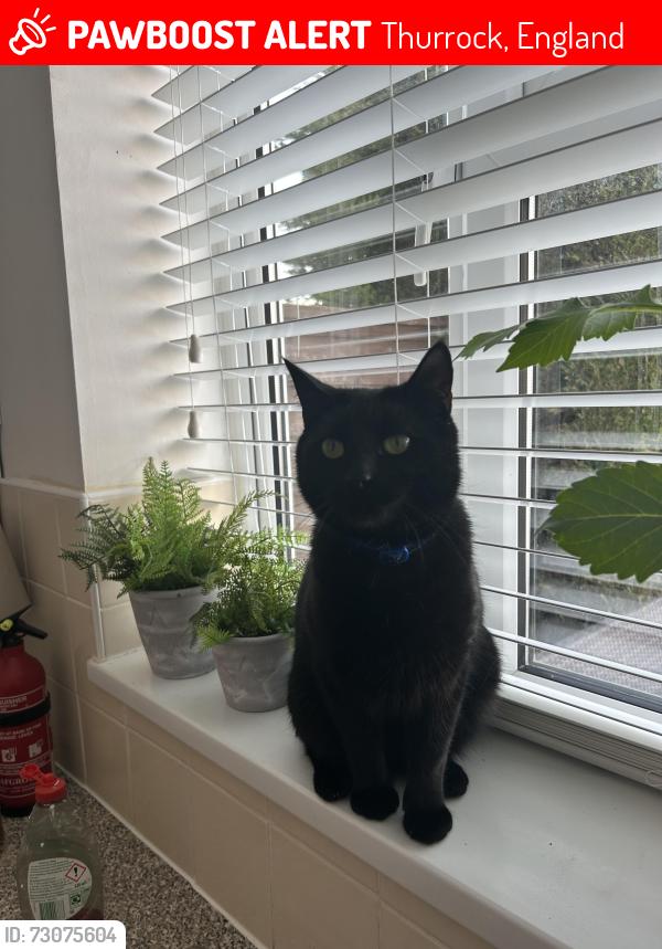 Lost Male Cat last seen Cruick avenue, Thurrock, England 
