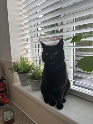 Lost Male Cat last seen Cruick avenue, Thurrock, England 
