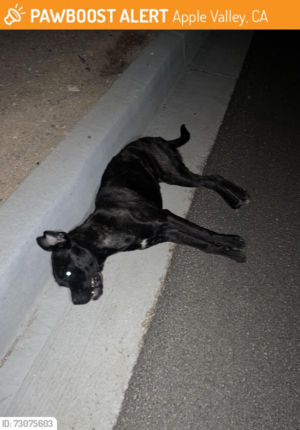 Found/Stray Unknown Dog last seen Near the traffic light of Mojave Narrows Regional Park, Apple Valley, CA 92307