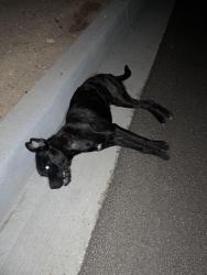 Found/Stray Unknown Dog last seen Near the traffic light of Mojave Narrows Regional Park, Apple Valley, CA 92307