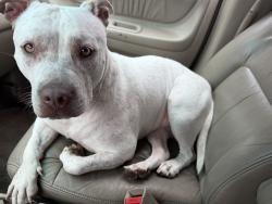 Found/Stray Female Dog last seen Tacoma Community hse, Tacoma, WA 98405