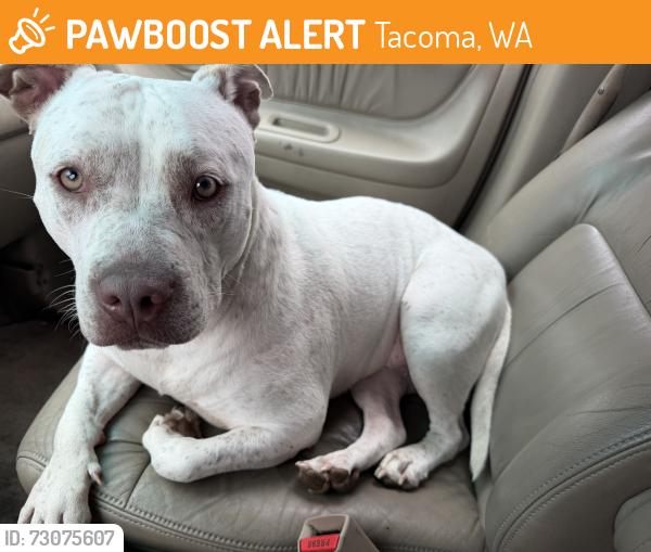 Found/Stray Female Dog last seen Tacoma Community hse, Tacoma, WA 98405